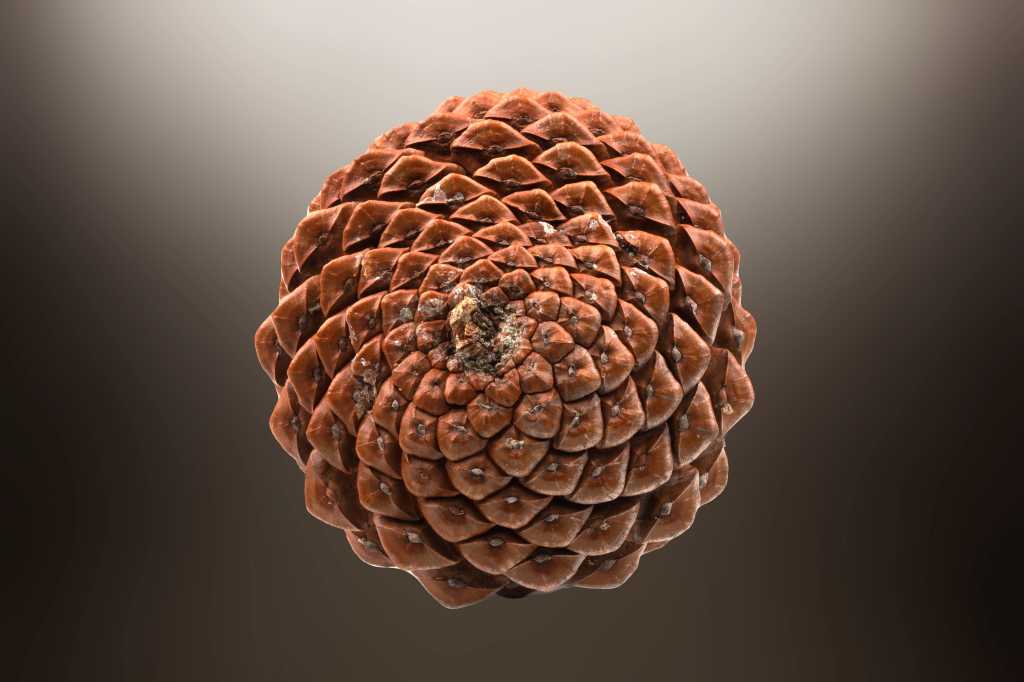 Fibonacci spirals represented in a pinecone. Vector data.