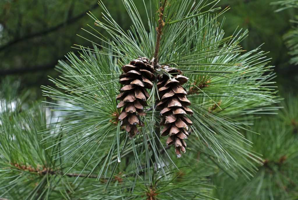 Close up of White pine (Pinus strobus) with two pine cones and green leaf near Namyangju-si, South Korea