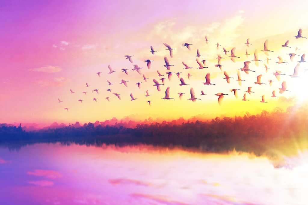 Migrating geese. Migration theme.