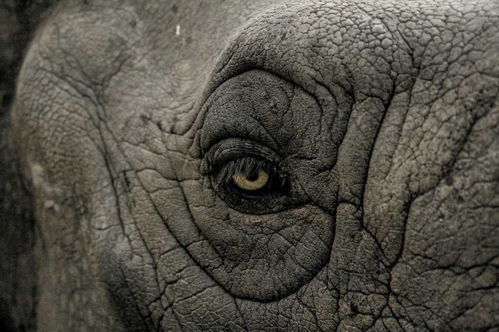 elephant eye close up lurking menacing postgresql