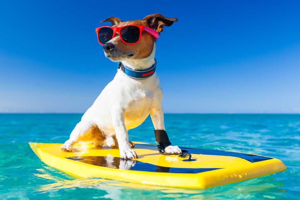 Dog on a surfboard wearing sunglasses.