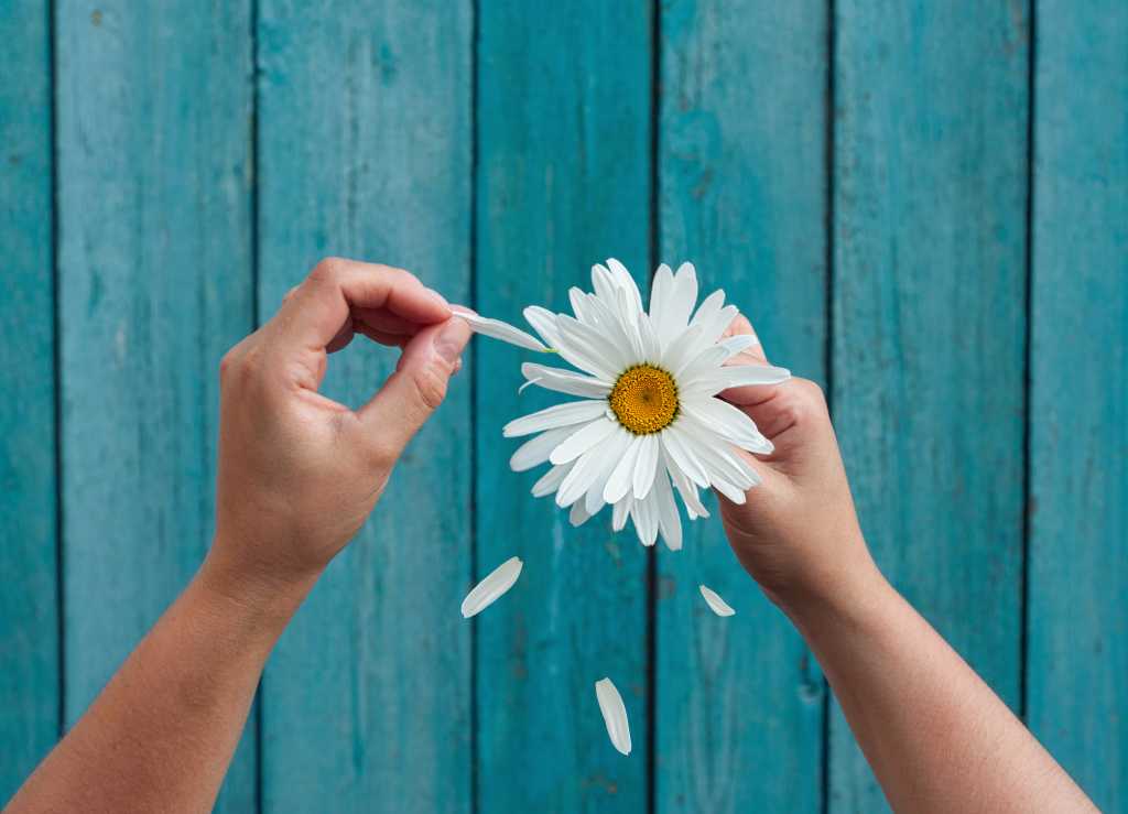 Hand plucking petals from a flower.